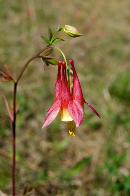 Corallorhiza striata