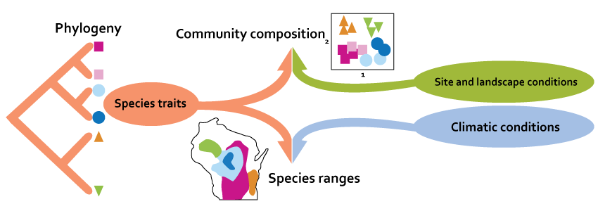 Overall diagram of the interactions between species characteristics.